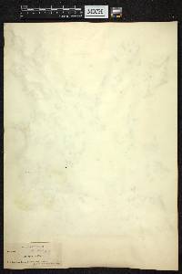 Crataegus viridis image