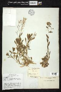 Draba ramosissima image