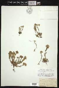 Draba chrysantha image