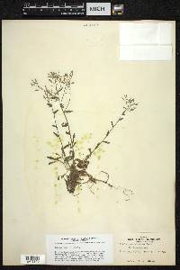 Draba ramosissima image