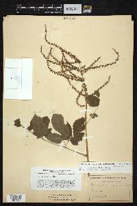 Aruncus dioicus image