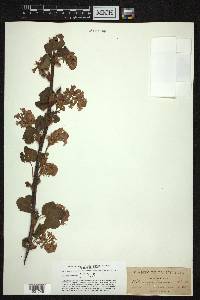 Ribes glutinosum image