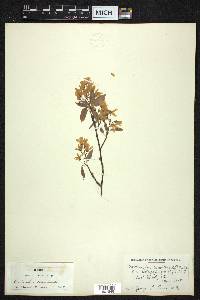 Amelanchier canadensis image