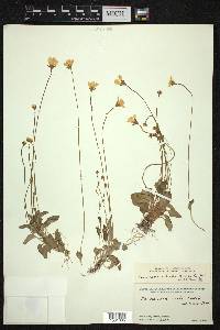 Parnassia nubicola image