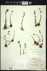 Saxifraga stenophylla subsp. crassiflagellata image