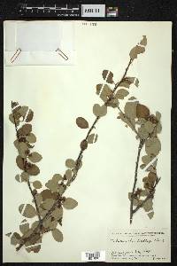 Cotoneaster lindleyi image