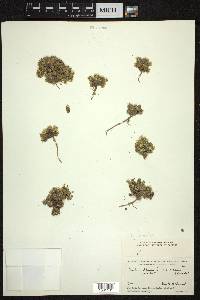 Draba oreades image