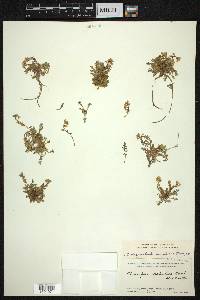 Chorispora sabulosa image