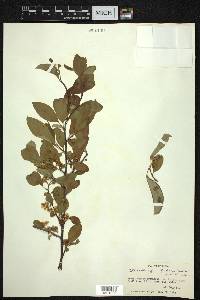 Cotoneaster affinis image