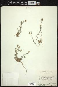 Draba breweri var. cana image