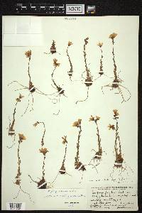 Saxifraga mucronulata image