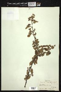 Cotoneaster acuminatus image