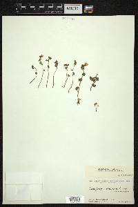 Saxifraga sibirica image