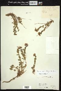 Noccaea papyracea image