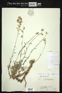 Fibigia macrocarpa image