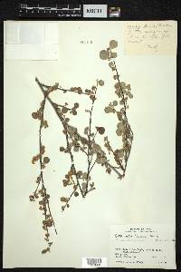 Cotoneaster nummularius image
