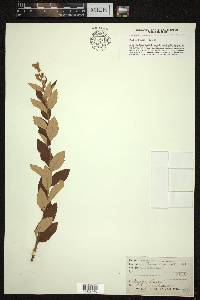 Spiraea tomentosa image