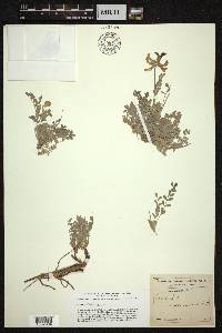 Astragalus missouriensis image