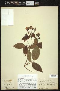 Rosa setigera image