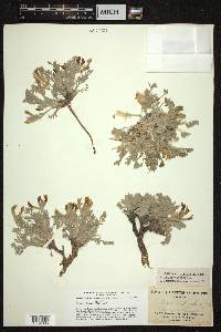 Astragalus purshii image