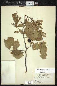 Prunus nigra image