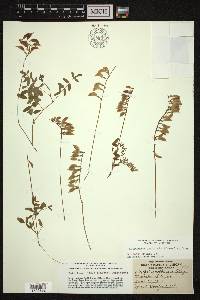 Astragalus robbinsii image