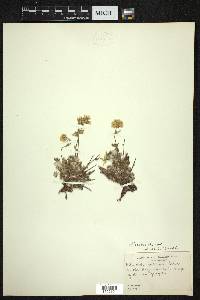 Potentilla chamissonis image