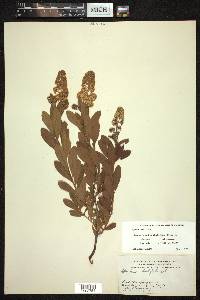 Spiraea alba image