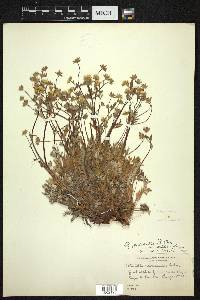 Potentilla chamissonis image