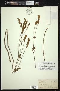 Sanguisorba canadensis image