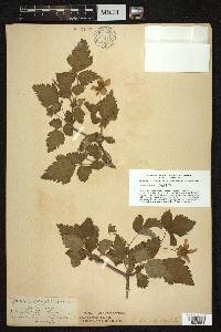 Rubus spectabilis image