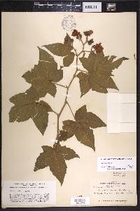 Rubus odoratus image