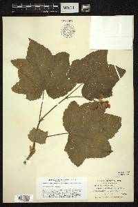 Rubus nutkanus image