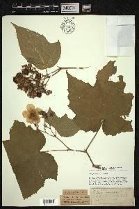 Rubus odoratus image