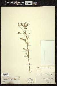 Astragalus lindheimeri image