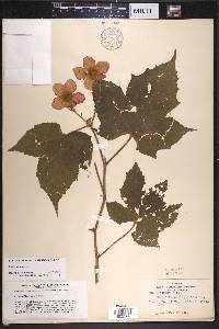 Rubus odoratus image