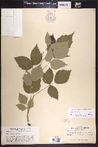 Rubus occidentalis image