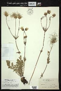 Geum triflorum image