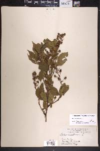 Rubus canadensis image