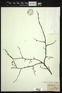 Prunus angustifolia image