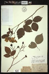 Rosa setigera image