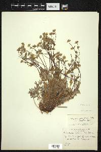 Potentilla chamissonis image