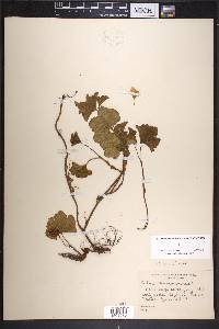 Rubus chamaemorus image