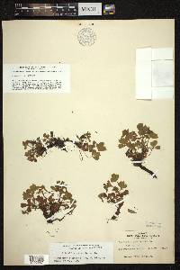 Sibbaldia procumbens image