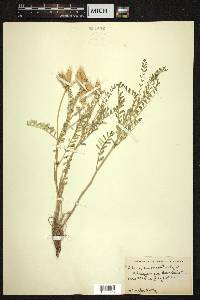 Astragalus oreophilus image