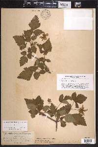 Rubus spectabilis image