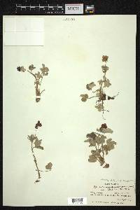 Potentilla argyrophylla var. atrosanguinea image