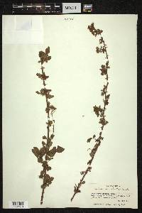 Rubus macilentus image