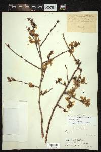 Prunus dulcis image