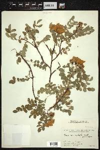 Rosa macrophylla image